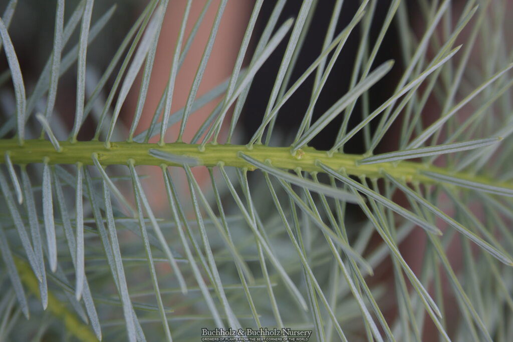 - Abies concolor 'Blue Cloak' White Fir - Mr Maple │ Buy Japanese Maple Trees