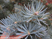- Abies concolor 'Compacta' White Fir - Mr Maple │ Buy Japanese Maple Trees