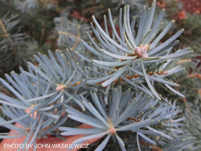 - Abies concolor 'Compacta' White Fir - Mr Maple │ Buy Japanese Maple Trees