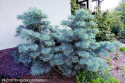 - Abies concolor 'Compacta' White Fir - Mr Maple │ Buy Japanese Maple Trees