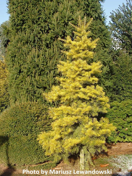 - Abies concolor 'Wintergold' Golden White Fir Grafted on Abies firma - Mr Maple │ Buy Japanese Maple Trees