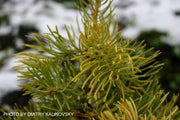 - Abies concolor 'Wintergold' Golden White Fir Grafted on Abies firma - Mr Maple │ Buy Japanese Maple Trees