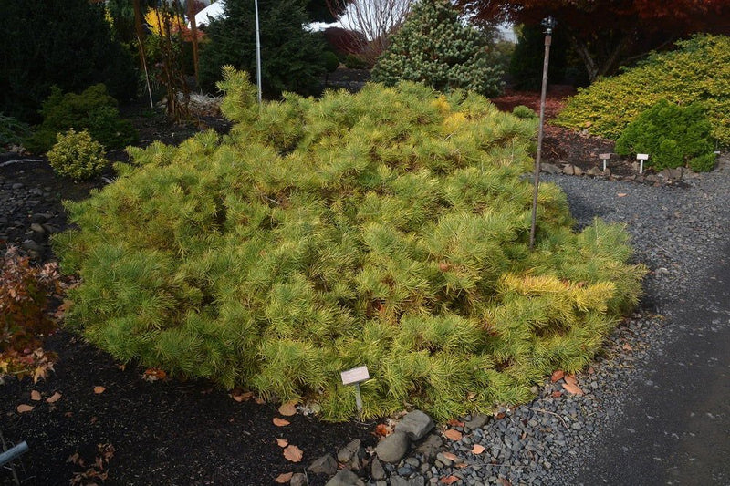 - Abies concolor 'Wintergold' Golden White Fir Grafted on Abies firma - Mr Maple │ Buy Japanese Maple Trees