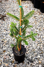 - Abies firma 'Halgren' Japanese Fir - Mr Maple │ Buy Japanese Maple Trees