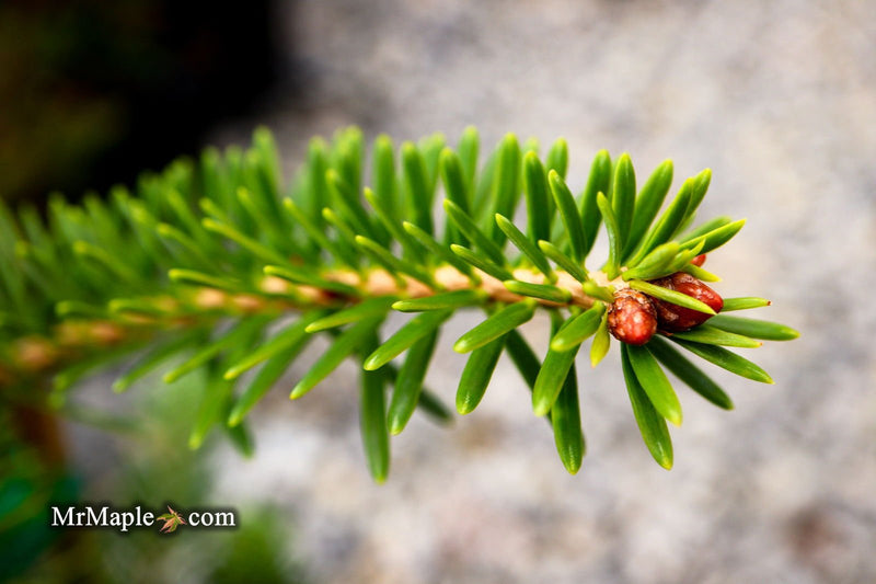 - Abies firma 'Halgren' Japanese Fir - Mr Maple │ Buy Japanese Maple Trees
