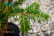 - Abies firma 'Halgren' Japanese Fir - Mr Maple │ Buy Japanese Maple Trees