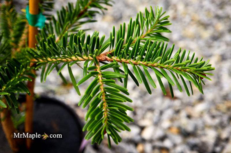 - Abies firma 'Halgren' Japanese Fir - Mr Maple │ Buy Japanese Maple Trees