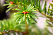 - Abies firma 'Halgren' Japanese Fir - Mr Maple │ Buy Japanese Maple Trees