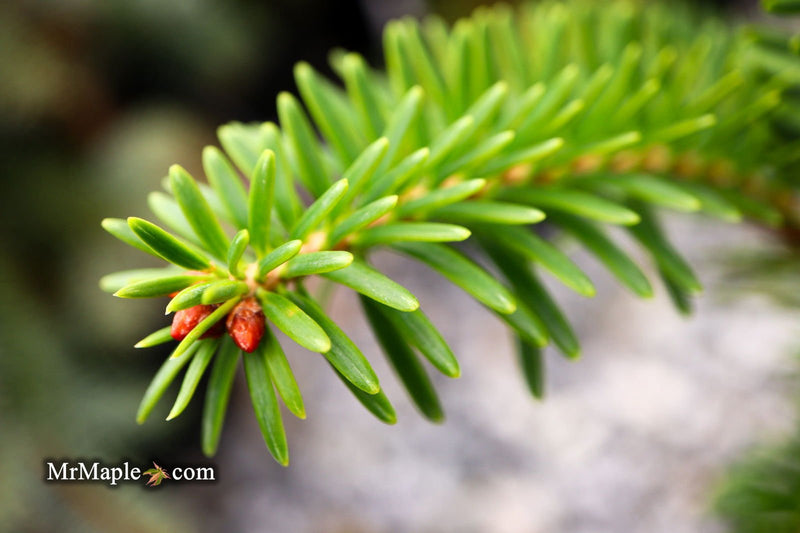 - Abies firma 'Halgren' Japanese Fir - Mr Maple │ Buy Japanese Maple Trees