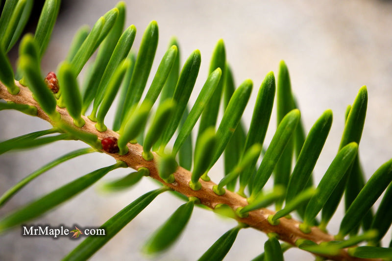 - Abies firma 'Halgren' Japanese Fir - Mr Maple │ Buy Japanese Maple Trees