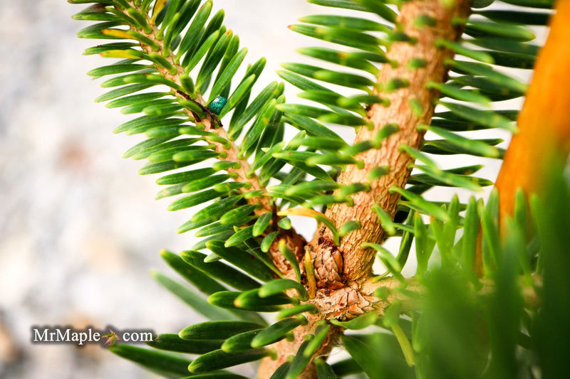 - Abies firma 'Halgren' Japanese Fir - Mr Maple │ Buy Japanese Maple Trees