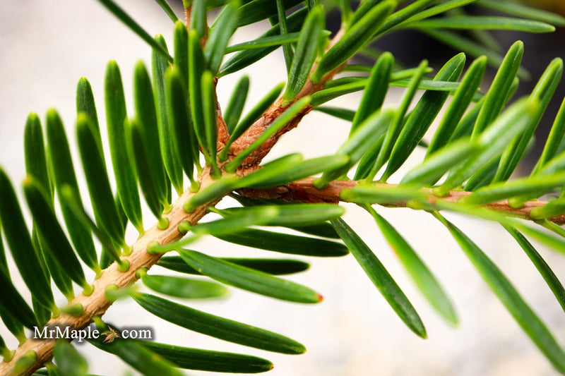 - Abies firma 'Halgren' Japanese Fir - Mr Maple │ Buy Japanese Maple Trees