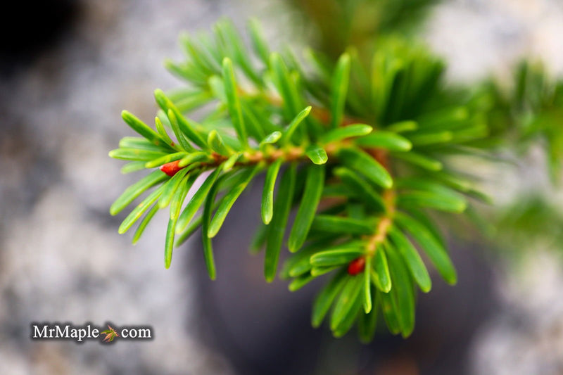 - Abies firma 'Halgren' Japanese Fir - Mr Maple │ Buy Japanese Maple Trees