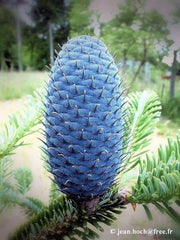 - Abies forrestii Grafted on Abies firma - Mr Maple │ Buy Japanese Maple Trees