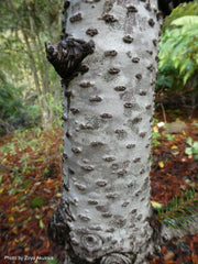 - Abies forrestii Grafted on Abies firma - Mr Maple │ Buy Japanese Maple Trees