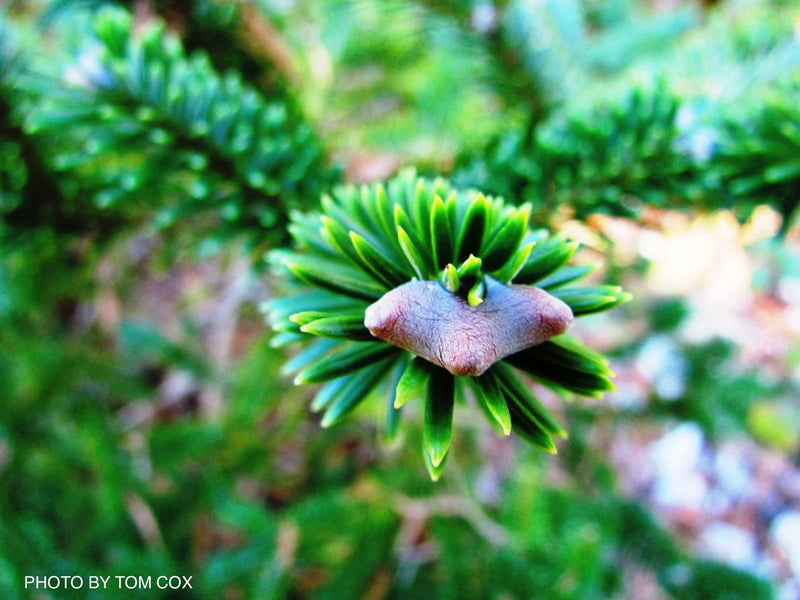 - Abies forrestii Grafted on Abies firma - Mr Maple │ Buy Japanese Maple Trees