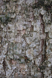 - Abies holophylla Manchurian Fir - Mr Maple │ Buy Japanese Maple Trees