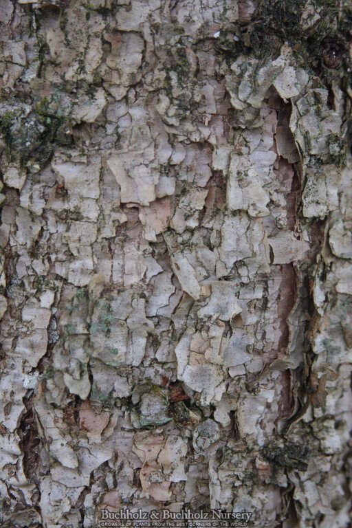 - Abies holophylla Manchurian Fir - Mr Maple │ Buy Japanese Maple Trees