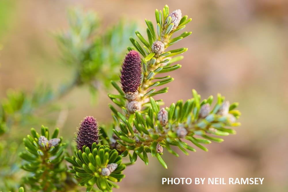 - Abies koreana 'Aurea' Korean Fir Grafted on Abies firma - Mr Maple │ Buy Japanese Maple Trees