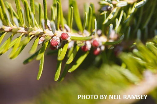 - Abies koreana 'Aurea' Korean Fir Grafted on Abies firma - Mr Maple │ Buy Japanese Maple Trees