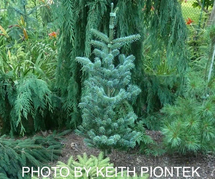 - Abies koreana 'Glauca' Blue Korean Fir Grafted on Abies firma - Mr Maple │ Buy Japanese Maple Trees