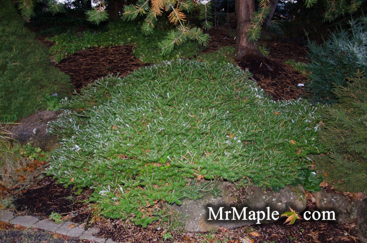 Buy Abies koreana 'Green Carpet' Korean Fir Grafted on Abies firma