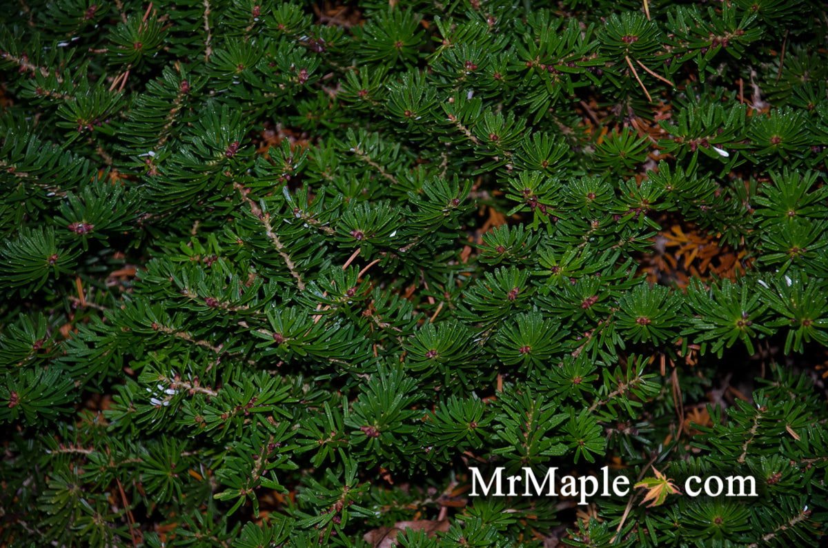 Buy Abies koreana 'Green Carpet' Korean Fir Grafted on Abies firma