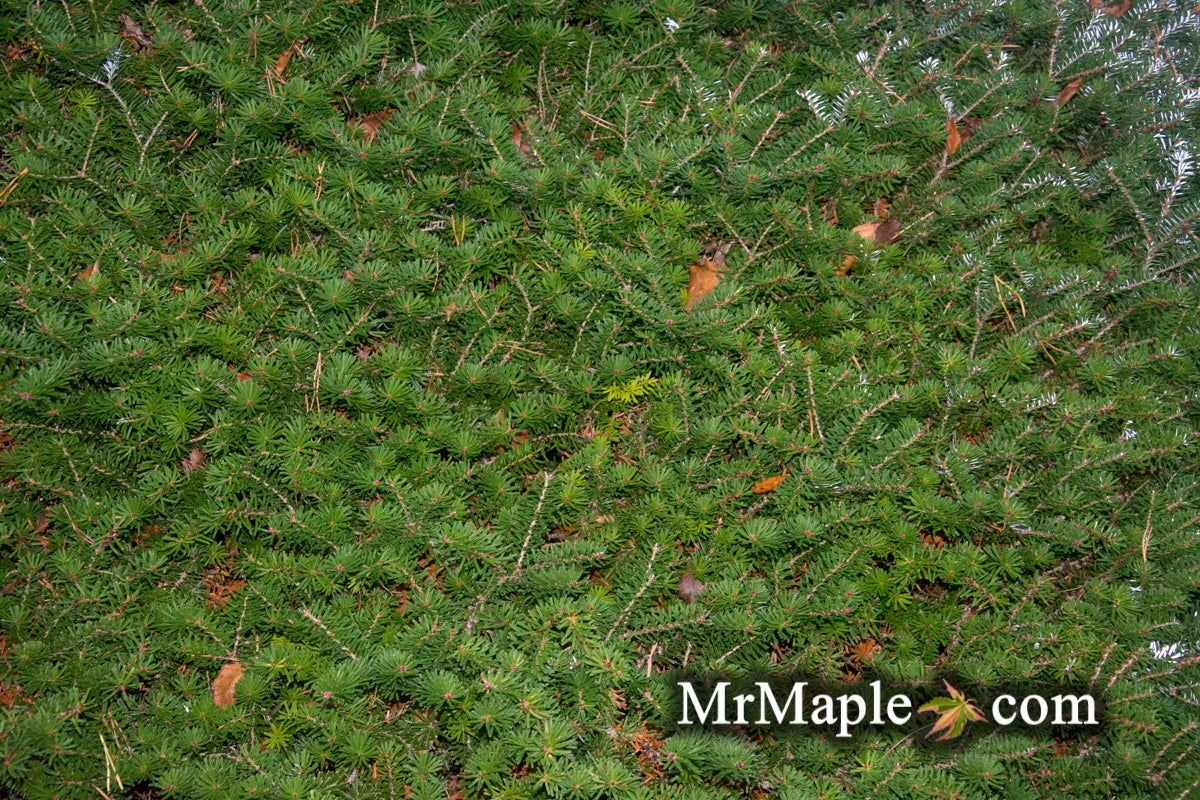 Buy Abies koreana 'Green Carpet' Korean Fir Grafted on Abies firma