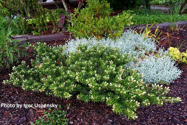 - Abies koreana 'Green Carpet' Spreading Korean Fir - Mr Maple │ Buy Japanese Maple Trees