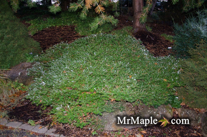 - Abies koreana 'Green Carpet' Spreading Korean Fir - Mr Maple │ Buy Japanese Maple Trees