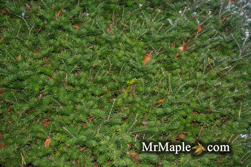 - Abies koreana 'Green Carpet' Spreading Korean Fir - Mr Maple │ Buy Japanese Maple Trees