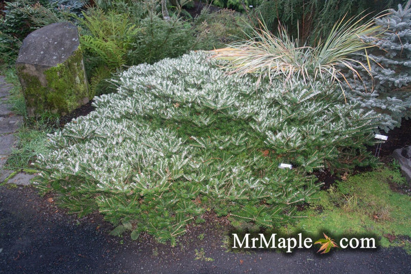 - Abies koreana 'Green Carpet' Spreading Korean Fir - Mr Maple │ Buy Japanese Maple Trees