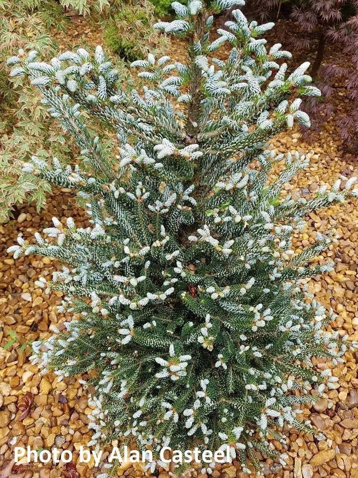 - Abies koreana 'Horstmann's Silberlocke' Korean Fir - Mr Maple │ Buy Japanese Maple Trees