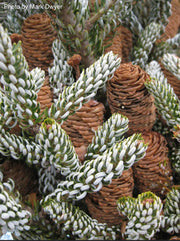 - Abies koreana 'Horstmann's Silberlocke' Korean Fir - Mr Maple │ Buy Japanese Maple Trees