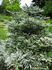 - Abies koreana 'Horstmann's Silberlocke' Korean Fir - Mr Maple │ Buy Japanese Maple Trees