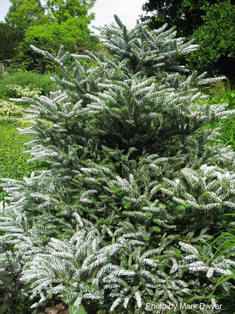 - Abies koreana 'Horstmann's Silberlocke' Korean Fir - Mr Maple │ Buy Japanese Maple Trees