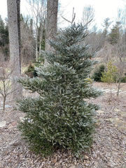 - Abies koreana 'Horstmann's Silberlocke' Korean Fir - Mr Maple │ Buy Japanese Maple Trees
