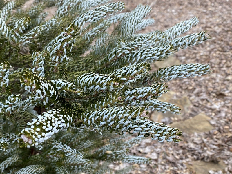 - Abies koreana 'Horstmann's Silberlocke' Korean Fir - Mr Maple │ Buy Japanese Maple Trees