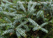- Abies koreana 'Horstmann's Silberlocke' Korean Fir - Mr Maple │ Buy Japanese Maple Trees