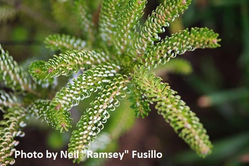 - Abies koreana 'Horstmann's Silberlocke' Korean Fir - Mr Maple │ Buy Japanese Maple Trees