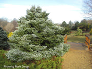 - Abies koreana 'Horstmann's Silberlocke' Korean Fir - Mr Maple │ Buy Japanese Maple Trees