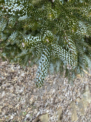 - Abies koreana 'Horstmann's Silberlocke' Korean Fir - Mr Maple │ Buy Japanese Maple Trees
