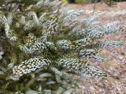 - Abies koreana 'Horstmann's Silberlocke' Korean Fir - Mr Maple │ Buy Japanese Maple Trees