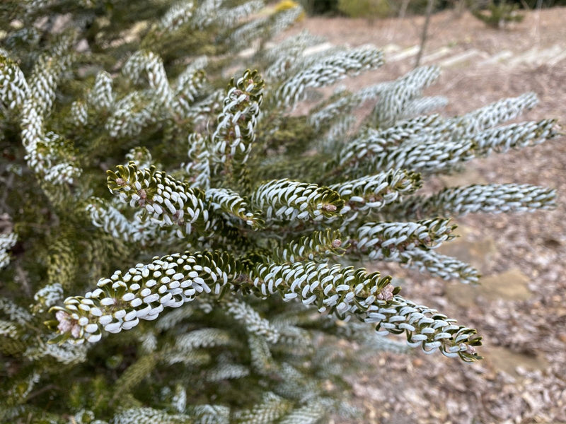 - Abies koreana 'Horstmann's Silberlocke' Korean Fir - Mr Maple │ Buy Japanese Maple Trees