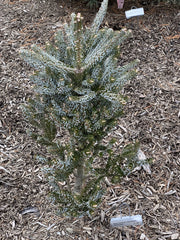 - Abies koreana 'Horstmann's Silberlocke' Korean Fir - Mr Maple │ Buy Japanese Maple Trees