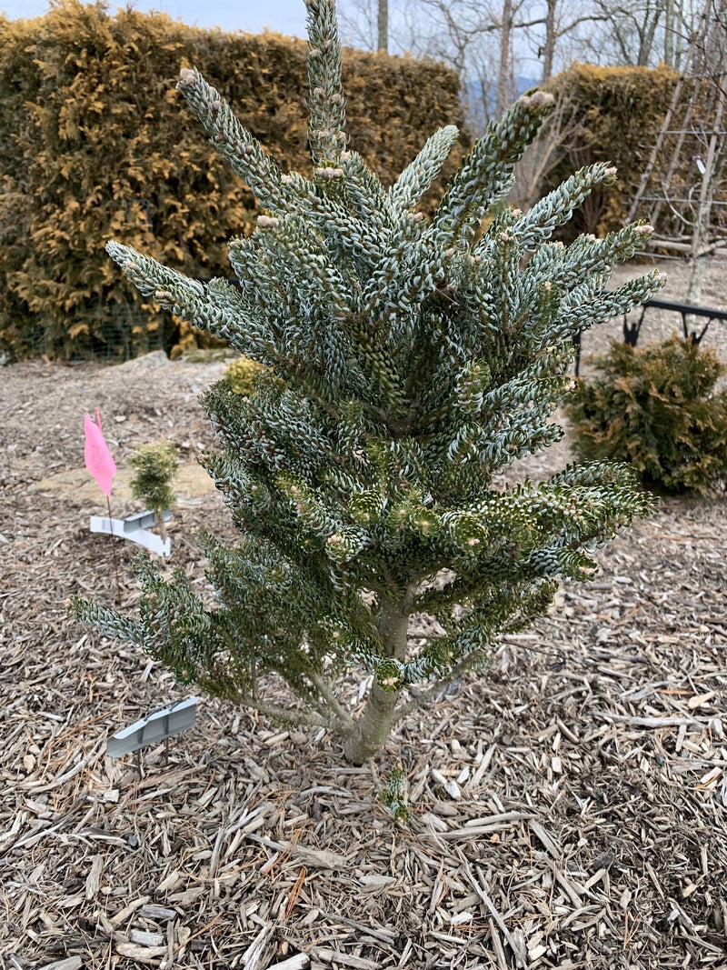- Abies koreana 'Horstmann's Silberlocke' Korean Fir - Mr Maple │ Buy Japanese Maple Trees