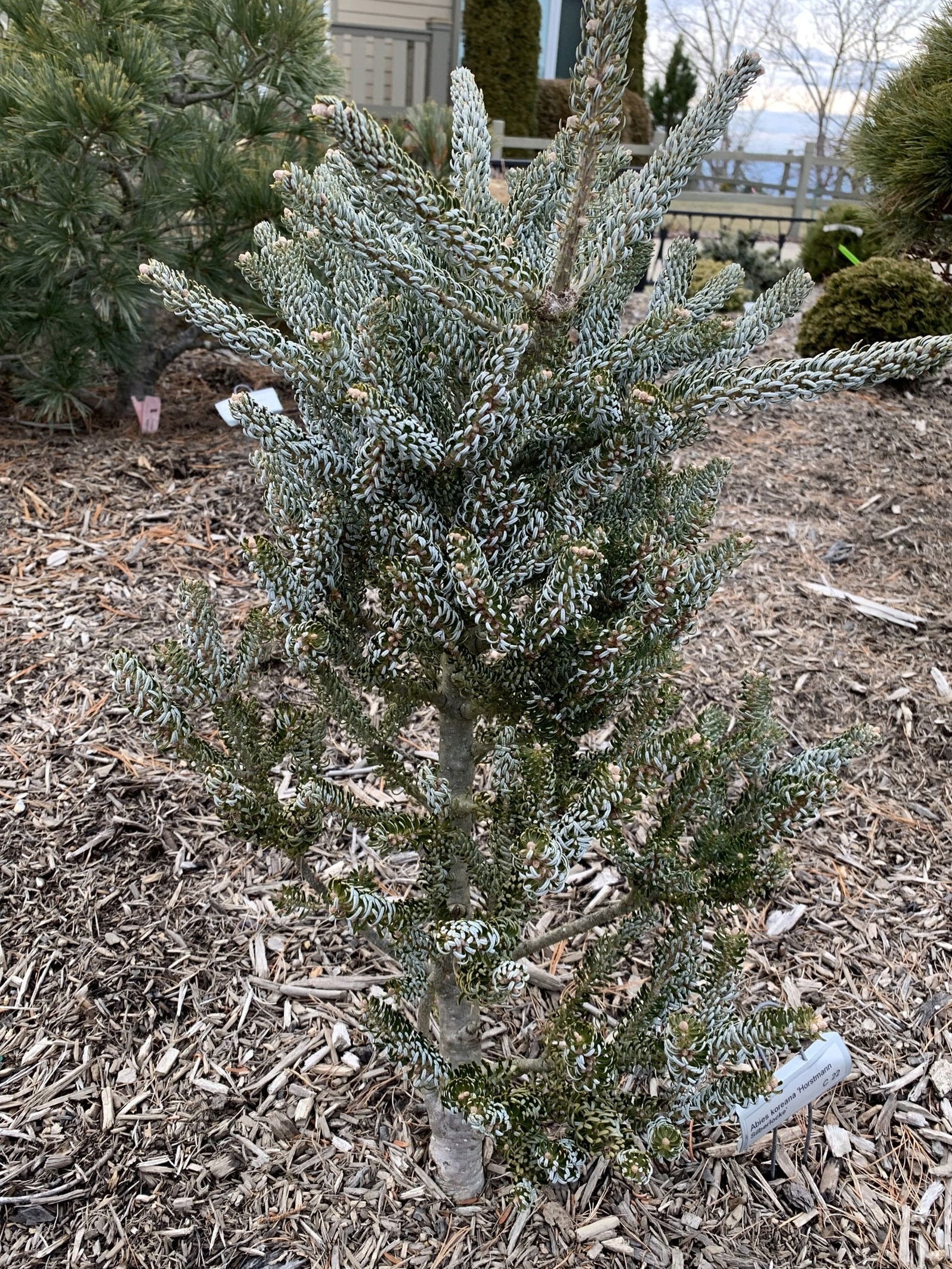 Buy Abies koreana 'Horstmann's Silberlocke' Korean Fir — Mr Maple │ Buy ...