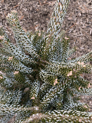 - Abies koreana 'Horstmann's Silberlocke' Korean Fir - Mr Maple │ Buy Japanese Maple Trees