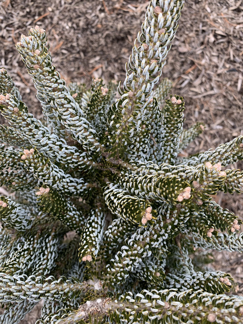 - Abies koreana 'Horstmann's Silberlocke' Korean Fir - Mr Maple │ Buy Japanese Maple Trees