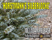 - Abies koreana 'Horstmann's Silberlocke' Korean Fir - Mr Maple │ Buy Japanese Maple Trees